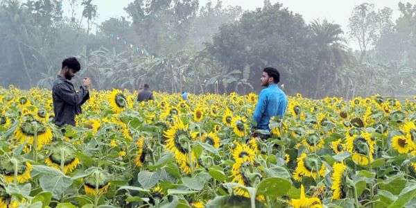 সূর্যমুখি ফুলের কৃষি খামার এখন বিনোদন কেন্দ্র